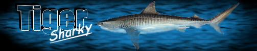 Tiger-Shark
